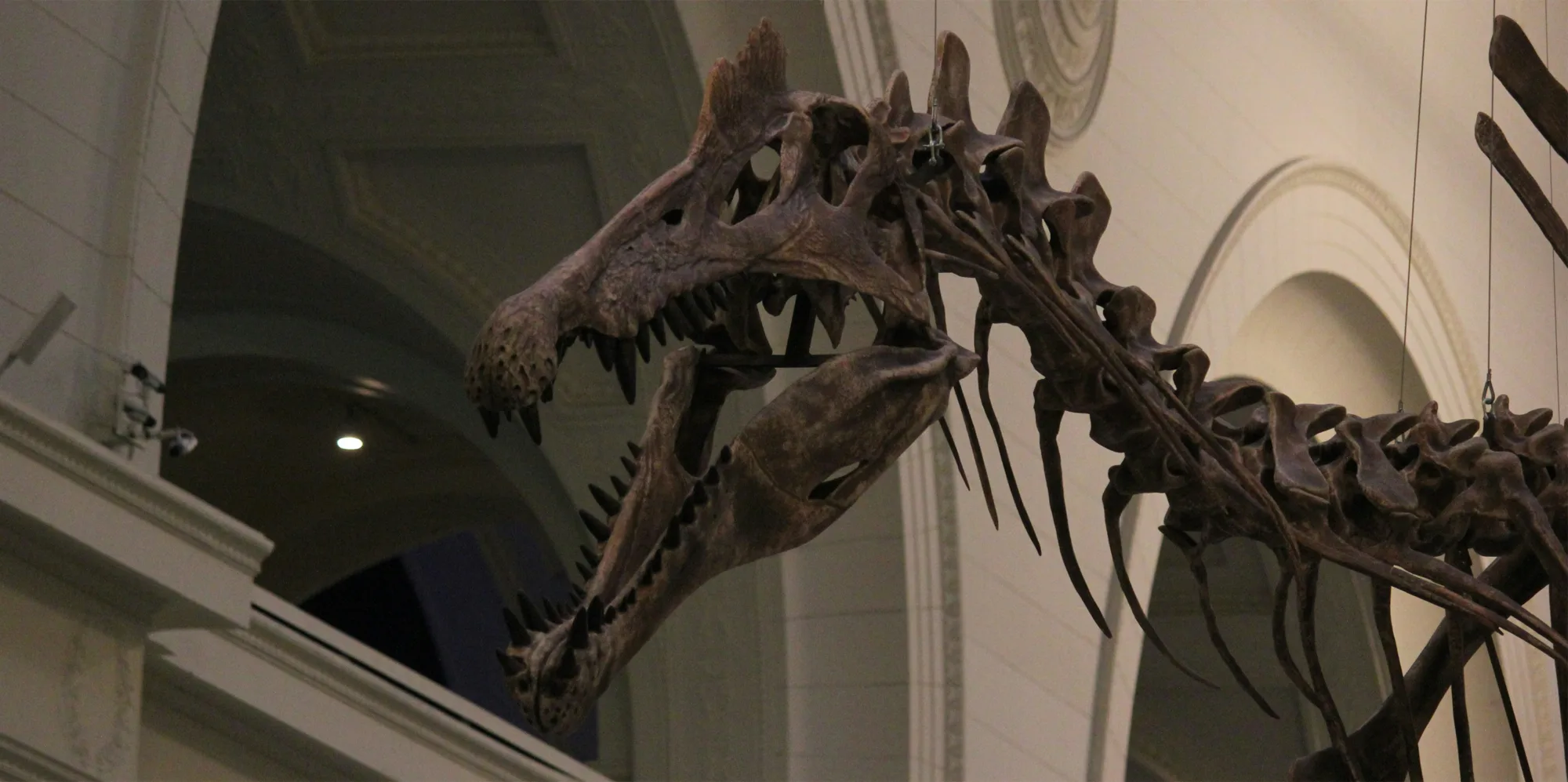 A close-up view of a mounted dinosaur skeleton in a museum, showing the skull with sharp teeth and elongated jaw. The background features arched architectural details and a high ceiling.