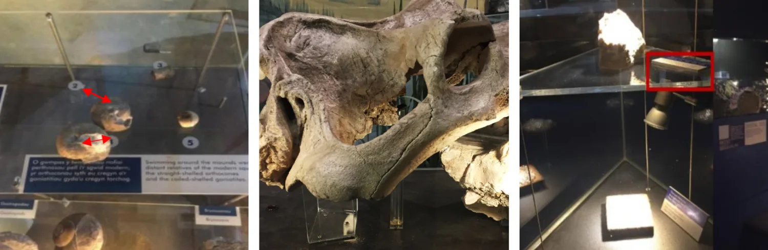 Three museum displays with fossils and rocks: two labelled specimens in a glass case, a large skull fossil on a stand, and a rock on a shelf with highlighted label and illuminated text panel below.