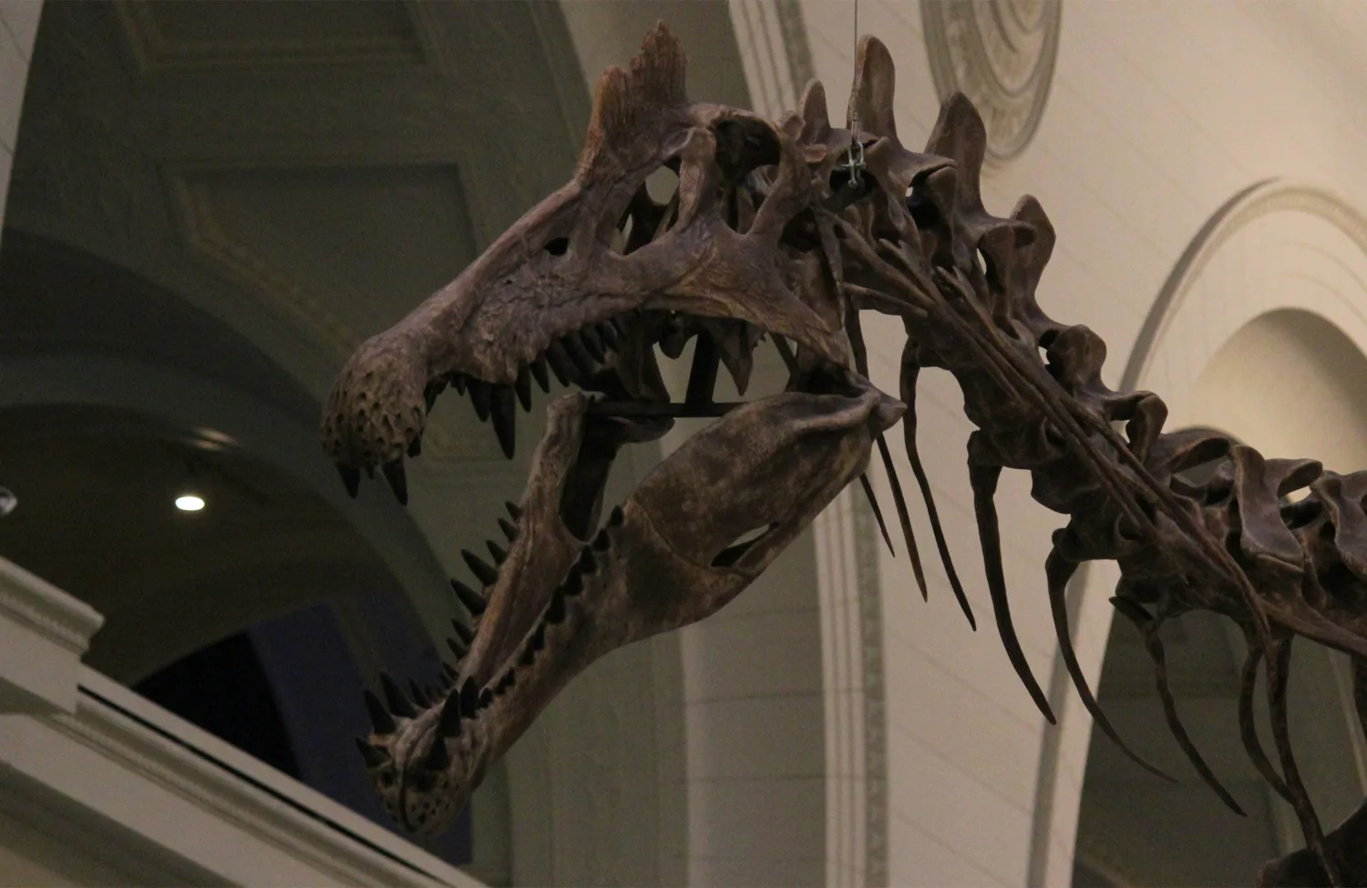 A close-up view of a mounted dinosaur skeleton in a museum, showing the skull with sharp teeth and elongated jaw. The background features arched architectural details and a high ceiling.
