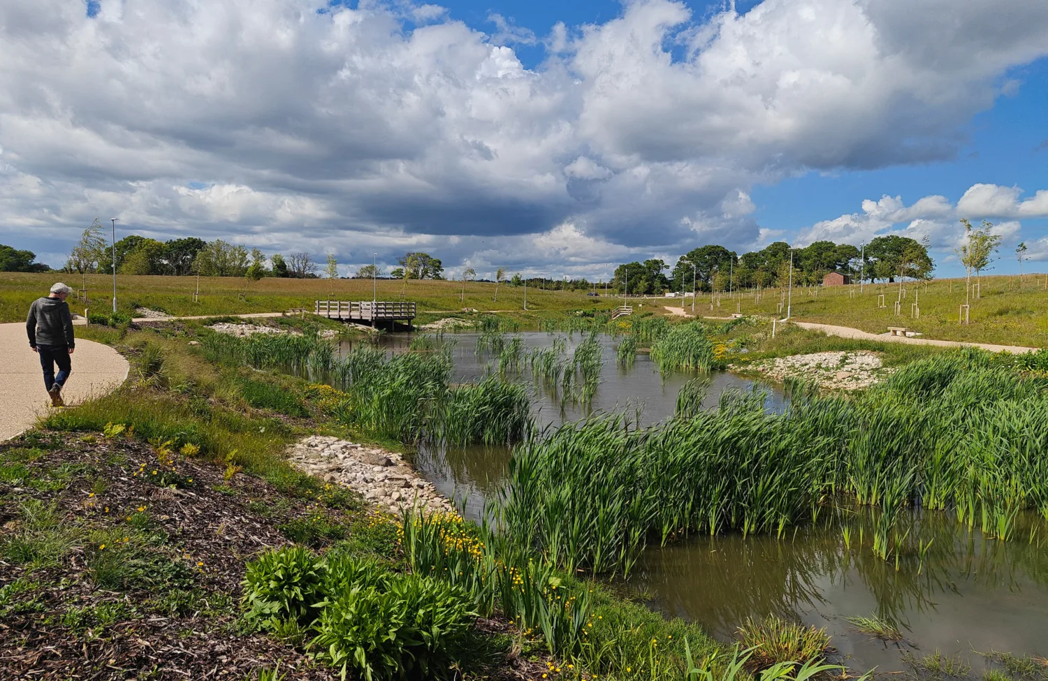 A person walks on a gravel path beside a wetland area with tall green grasses and shallow water. A wooden footbridge spans part of the water. The landscape includes grassy banks, scattered young trees, and a partly cloudy blue sky.