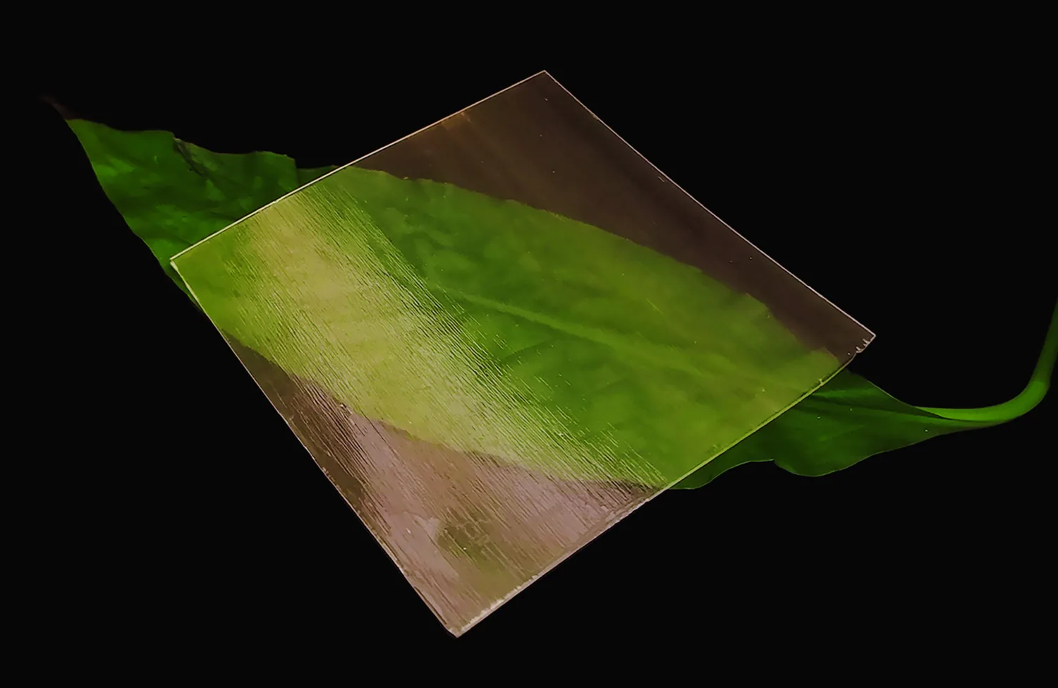 A sheet of transparent wood lying on top of a leaf