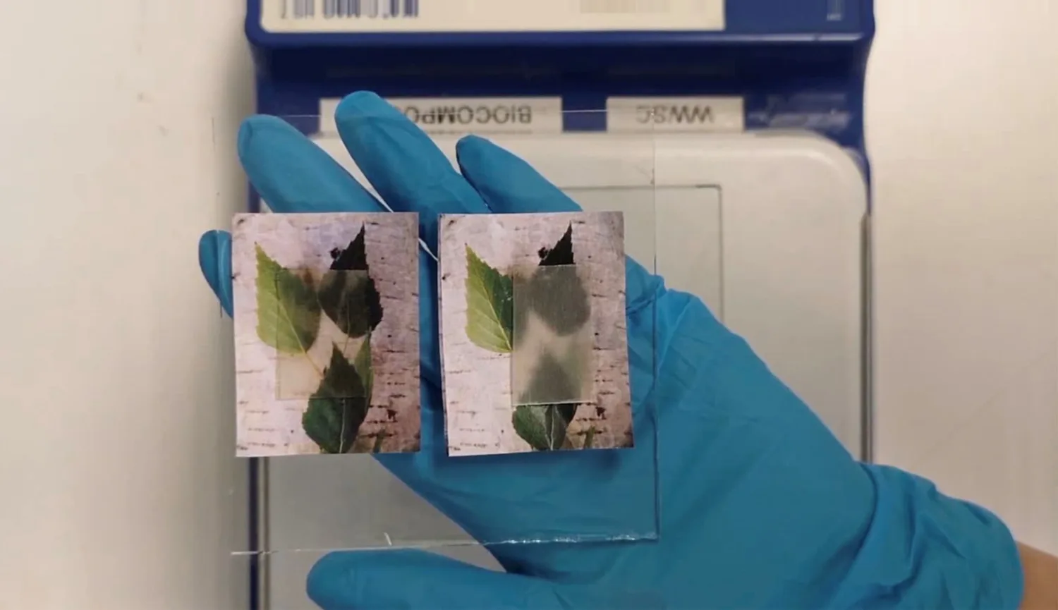 Two small samples of transparent wood lying on top of two images of green leaves, all held in the hand of someone wearing blue surgical gloves