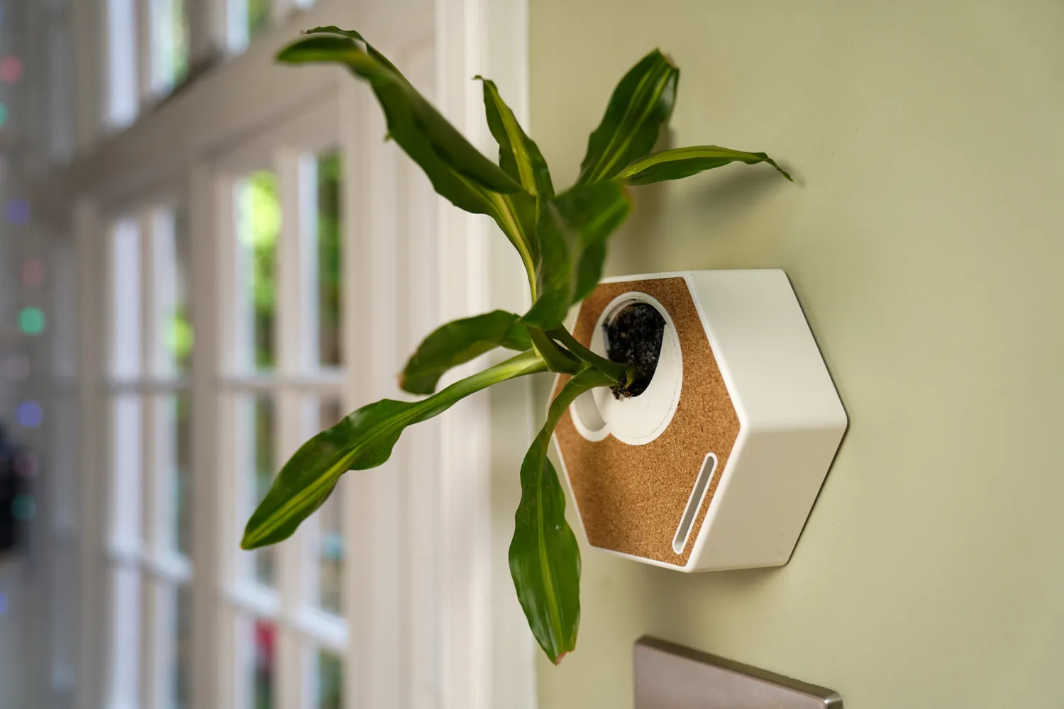A Noku Canvas fixed to a pale green interior wall holding a green large leafed plant