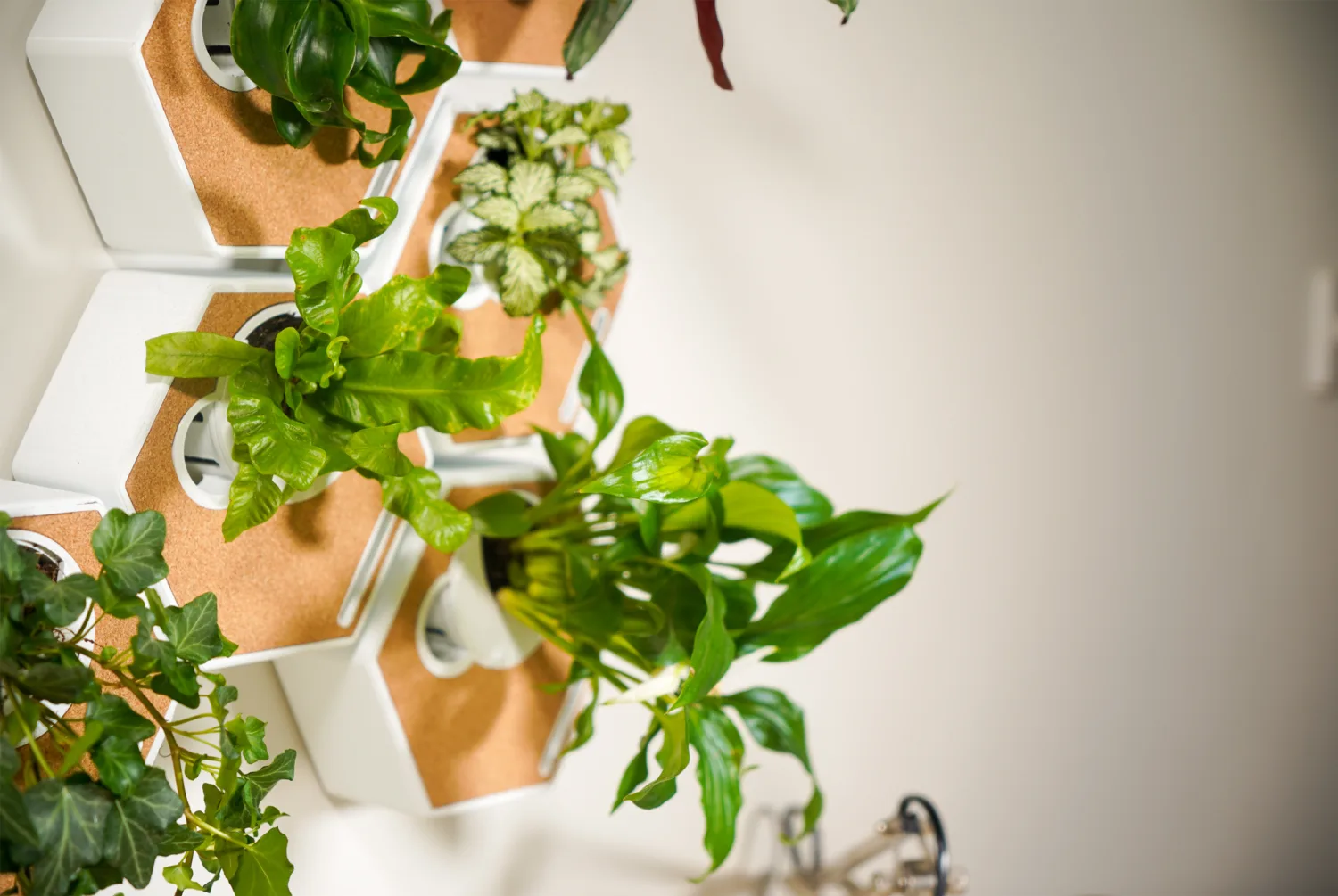 A collection of Noku Canvases fixed to a wall holding a variety of small plants