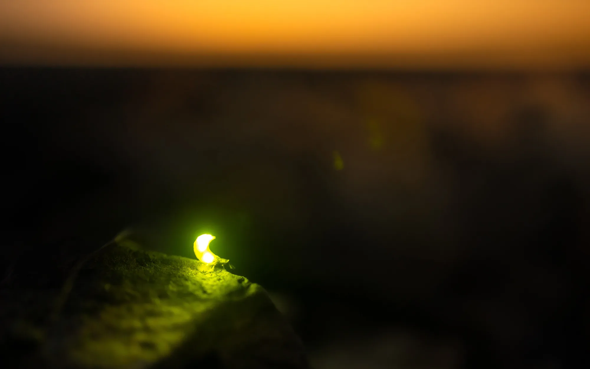 Where Are The Fireflies Blog Cundall where-are-the-fireflies-blog-cundall