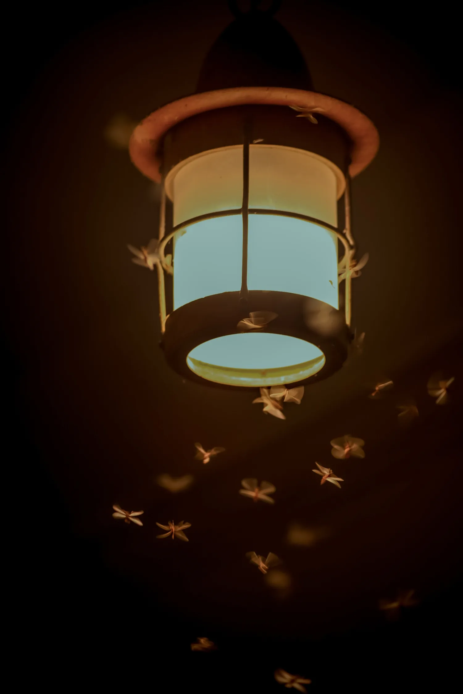 Insects flying in the dark around an illuminated lantern