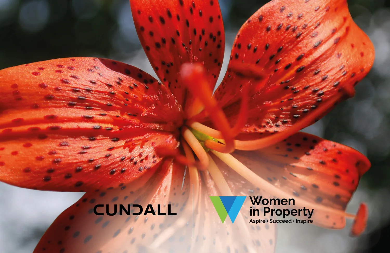 Close up of a deep orange tiger Lilly with Cundall and Women in Property logo