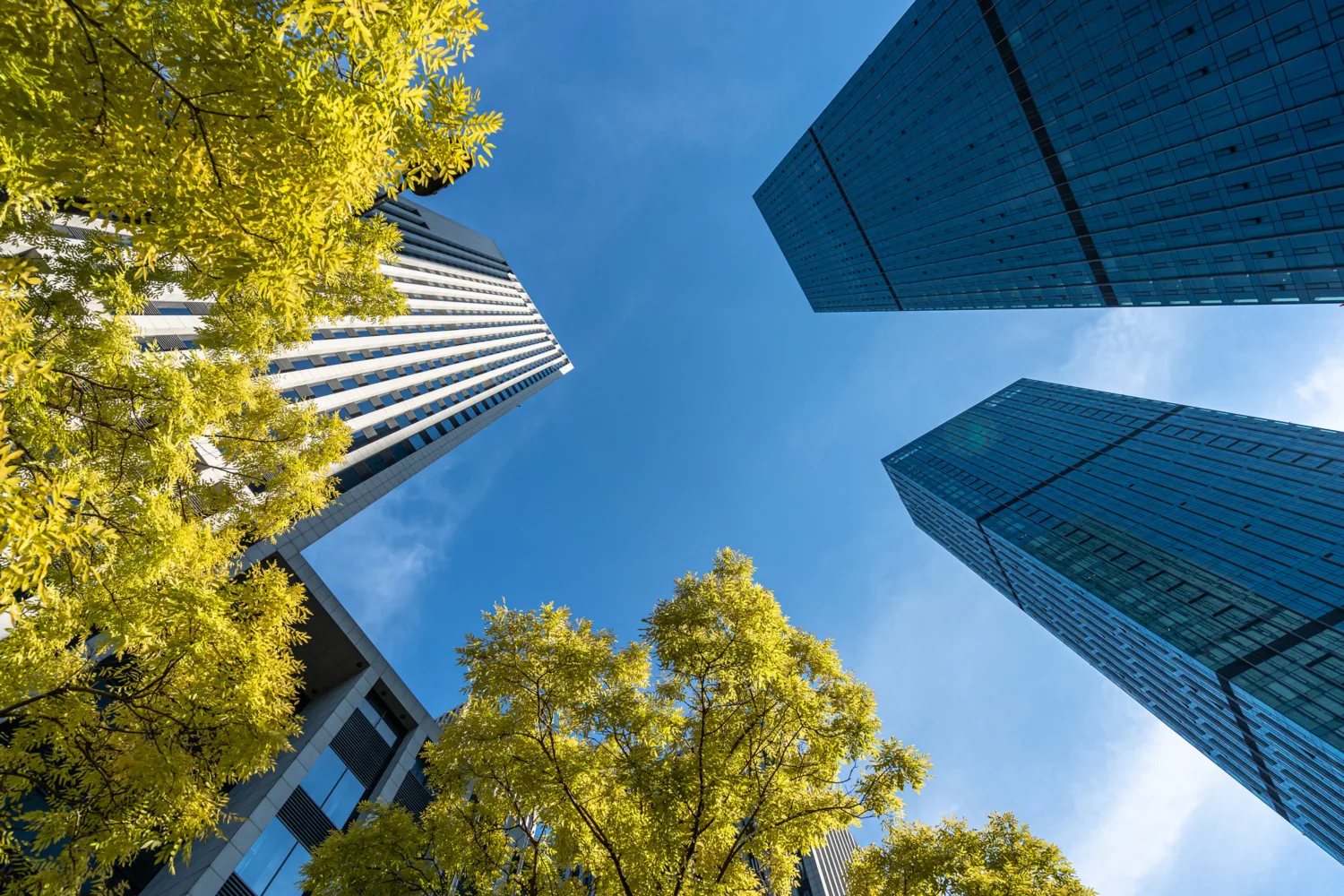 Worms eye view of skyscrapers against a blue sky with foliage in foreground