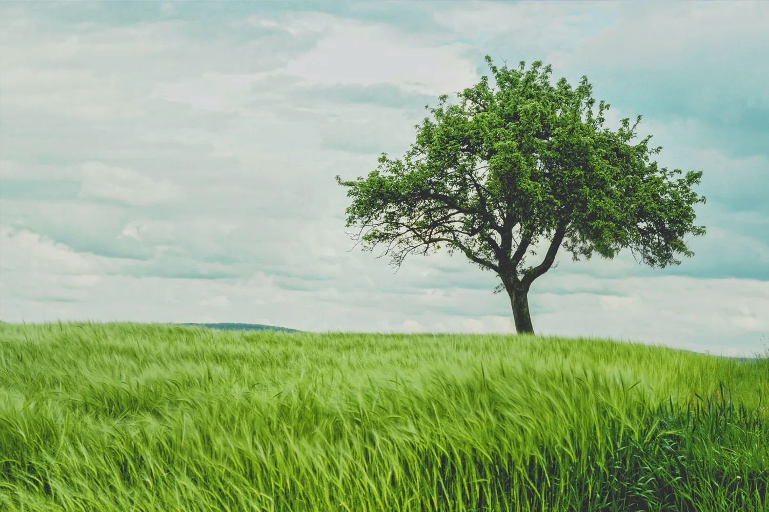 Solitary green leafed tree on a grassy green hillside and a cloudy sky