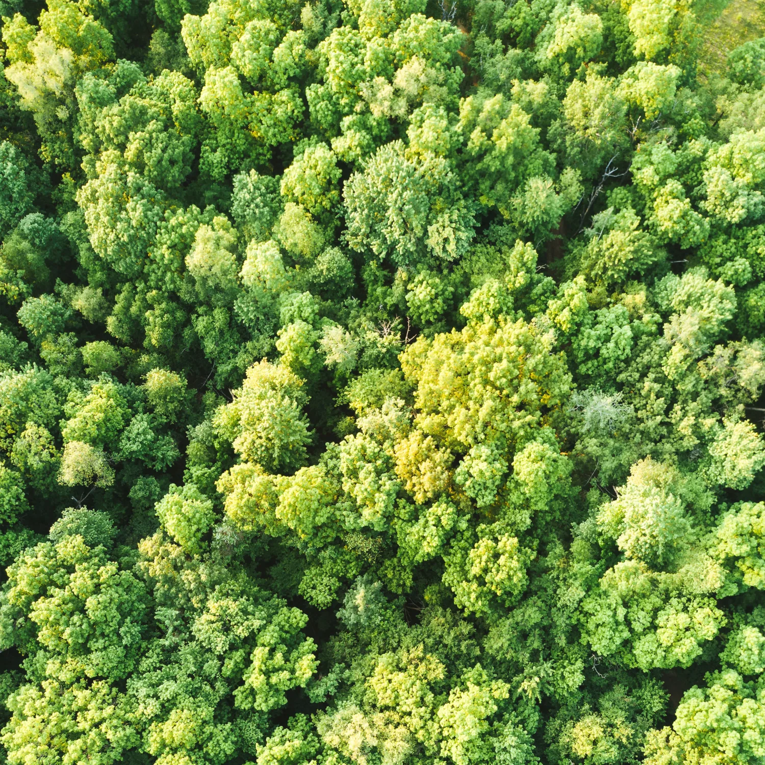 Overhead view of a dense forest of light green trees