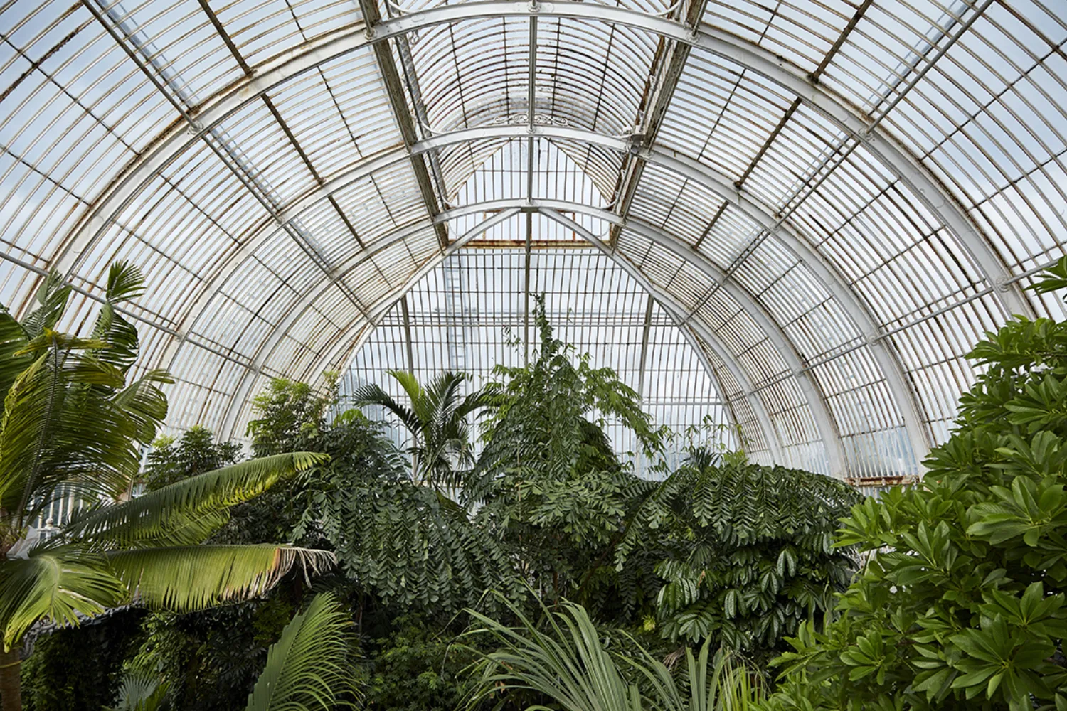 Kew Gardens Palm House glass room and palm trees in the foreground