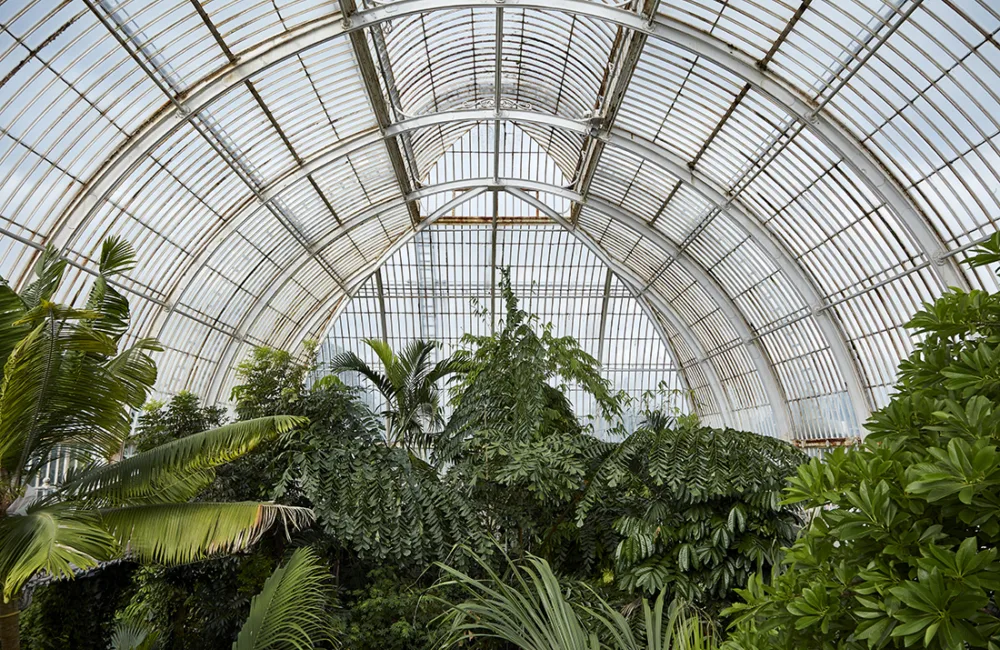 Kew Gardens Palm House glass room and palm trees in the foreground